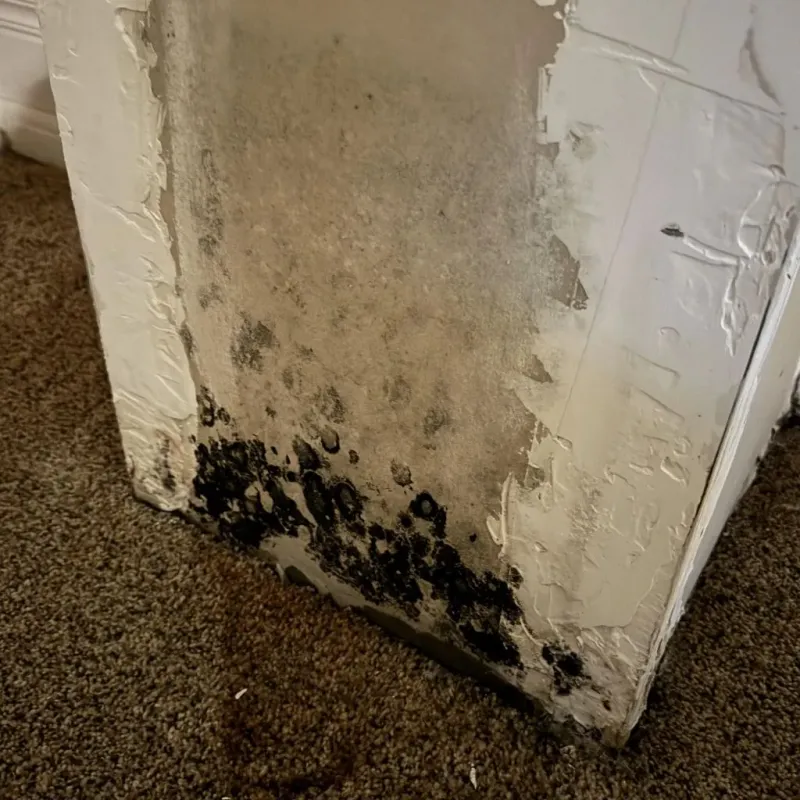 Professional Mold Removal in McMullen County, TX